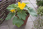 Courgette (Cucurbita pepo) flowering in a pot, the large flowers are edible