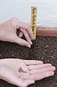 Woman sowing radish 'Green Luobo'