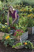 Farm garden in self-made raised beds of boards