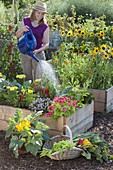 Farm garden in self-made raised beds of boards