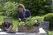 Wooden box to plant with herbs and salads