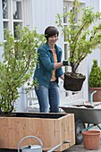 Woman plants box as privacy screen with currants