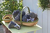 Baskets with bunches of dried lavender (Lavandula)
