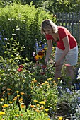 Frau pflückt Blumen im Bauerngarten