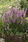 Lythrum salicaria (Blutweiderich) in Beet mit Beeteinfassung aus Haselruten