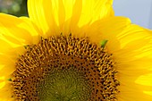 Helianthus annuus (sunflower), non-sterile flowers