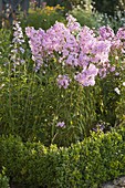 Phlox maculata 'Natascha' (Wiesen-Phlox) im Bauerngarten