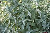 Sage (Salvia officinalis)