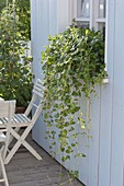 Vinca major 'Reticulata' (large-leaved evergreen) in a balcony box