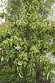 Nashi-Birne 'Kumoi' (Pyrus pyrifolia), auch Apfelbirne genannt