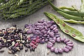 Freshly picked beans (Phaseolus)