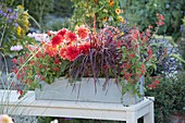 Wooden box with red plants: Salvia coccinea 'Lady in Red' (Sage), Dahlia