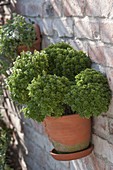 Mini basil 'Picolino' (Ocimum basilicum) in a wall pot