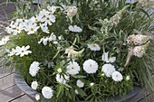 Graue Schale mit weissbluehenden Pflanzen : Buddleja Buzz 'Ivory'
