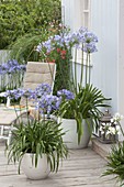 Agapanthus africanus (African Jewel Lilies) in white containers