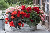 Zinc tub planted with Begonia tuberhybrida (tuberous begonias) and Carex 'Evergold'