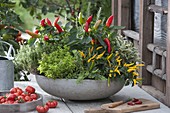 Grey bowl with peppers and chilli (Capsicum annuum), golden oregano
