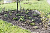 Beet mit Strauch-Hortensien bepflanzen