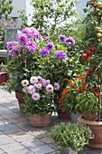 Late summer terrace with dahlia (dahlias), zinnia (zinnias), tomato