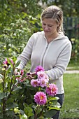 Frau schneidet Blüten von Dahlia (Dahlien)