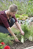 Woman harvesting fennel (Foeniculum) in the organic garden