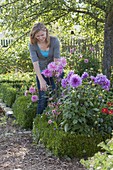 Frau schneidet Blüten von Dahlia (Dahlien) in Beet mit Buxus (Buchs)