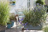 Blue wooden box as privacy screen : Caryopteris 'Blue Cloud' (Bearded flower)