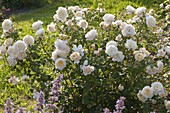 Rosa 'Crocus Rose', Englische Rose, bis 130 cm hoch köstlicher Duft