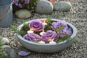 Brassica (ornamental cabbage) and leaves of carrots (Daucus carota)