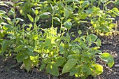 Yellow melder 'Suffolk Herbs' (Atriplex hortensis), also garden melder
