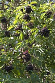 Reife, schwarze Früchte von Holunder (Sambucus nigra)