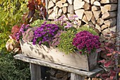 Holz-Balkonkasten mit Chrysanthemum 'Kifix' 'Pan' (Herbstchrysanthemen)