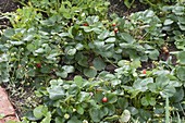 Strawberries (Fragaria ananassa) in the vegetable garden