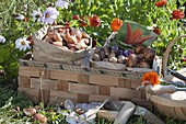 Spacer basket with flower bulbs for autumn planting