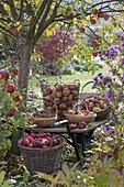 Körbe mit frisch geernteten Äpfeln (Malus) und Walnüssen (Juglans regia)