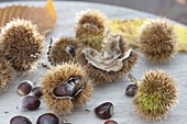 Chestnuts, sweet chestnuts (Castanea sativa)