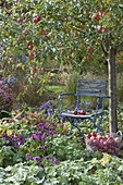 Chair under apple tree (Malus) in perennial bed with Alchemilla