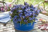 Gentianan scabra (Gentian) in blue bowl