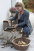 Potato box on the terrace