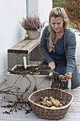 Potato crate on the terrace