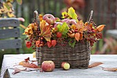 Herbstkorb gefüllt mit Äpfeln (Malus), dekoriert mit Blättern von Acer