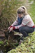 Woman taking Nymphaea (water lily) out of the mini pond for overwintering