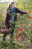Frau pflückt Äpfel (Malus)