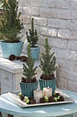 Small Picea glauca 'Conica' (sugar loaf spruce) in turquoise pots