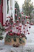 Wooden box planted with Cornus alba, decorated for Christmas
