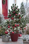 Pinus leucodermis (Schlangenhaut-Kiefer) weihnachtlich geschmückt