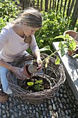 Woman planting summer flowers in homemade wicker basket