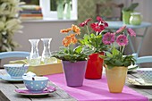 Gerbera jamesonii in colorful planters as table decoration