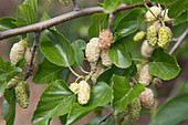 White mulberry