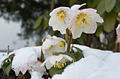 Christrose blüht im Schnee